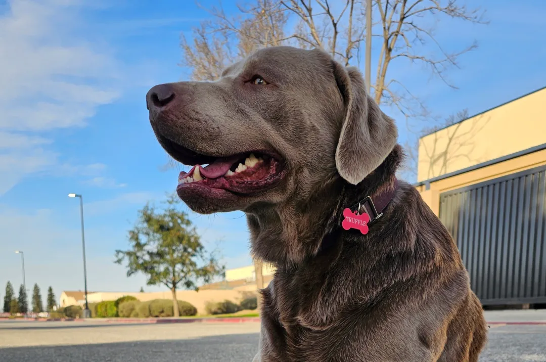 ring-neighbors-tetbiqi-ile-itmis-itlerin-tapilmasi-daha-asan-olacaq